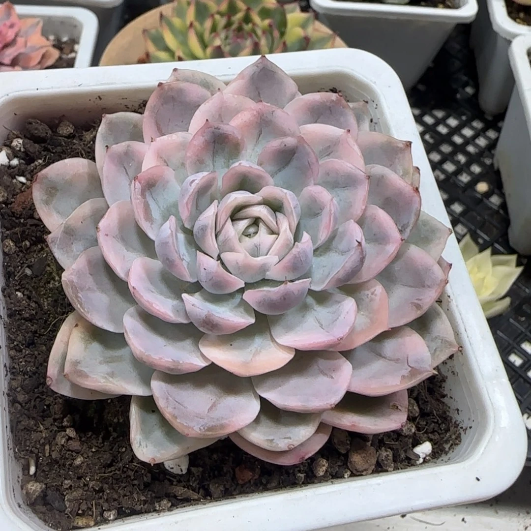 雪球锦多肉植物单头