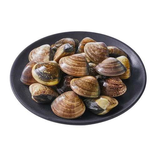 鲜活文蛤/文贝500g/斤