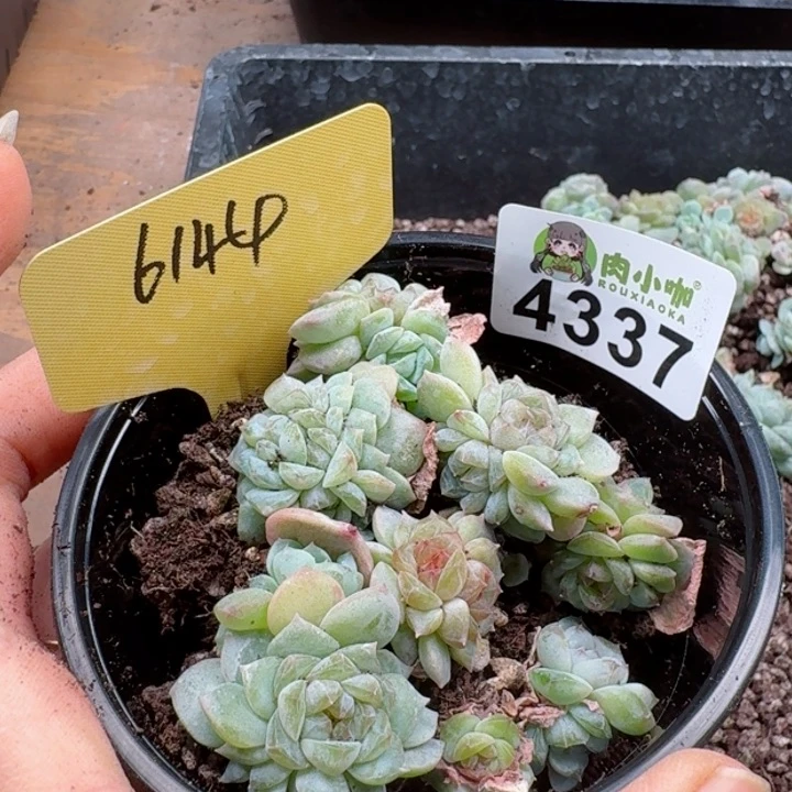 多肉植物多肉植物