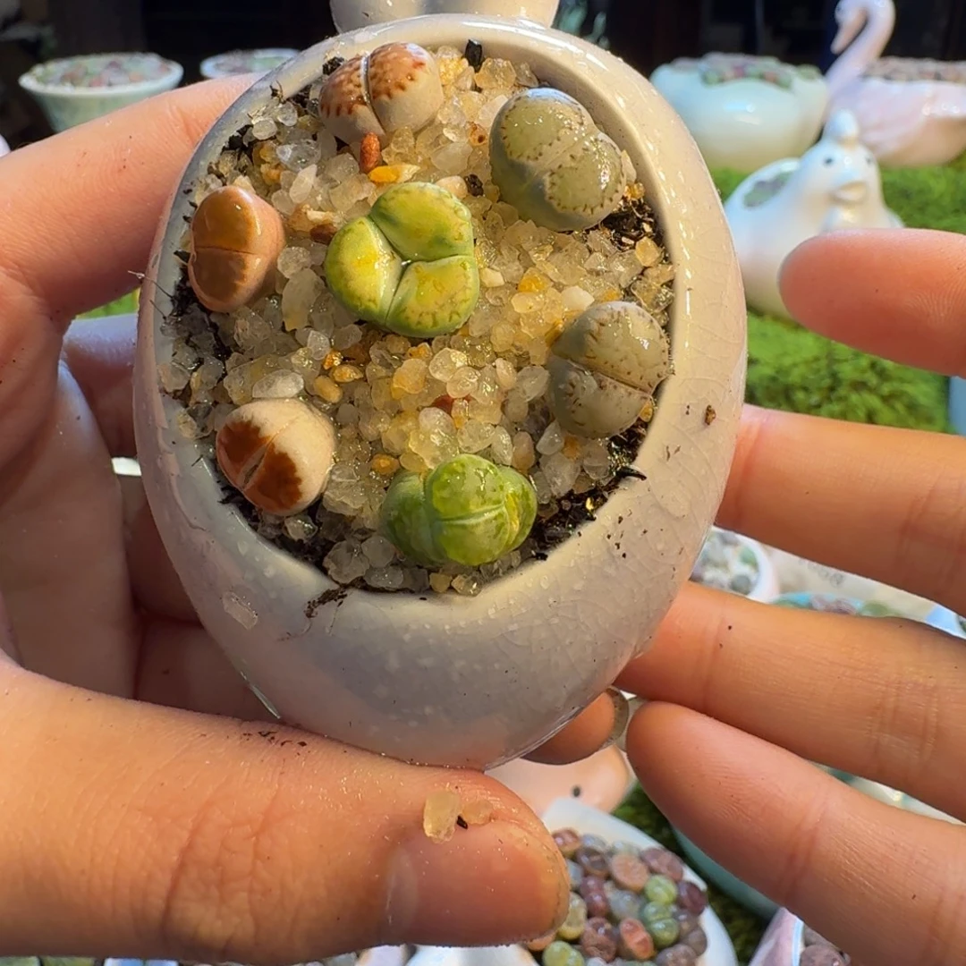 多肉葡萄的季节性1063