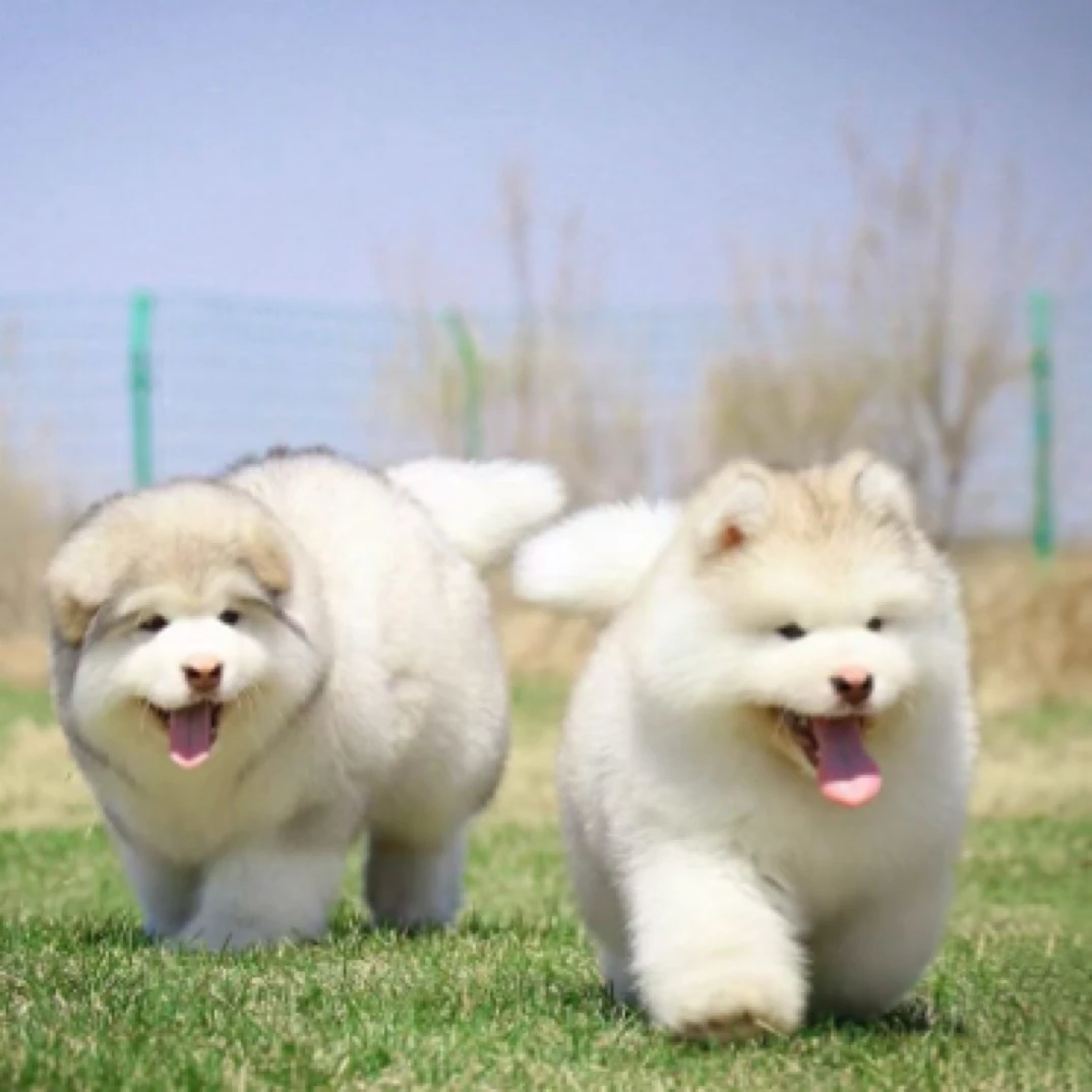 【天宇家】阿拉斯加雪橇犬