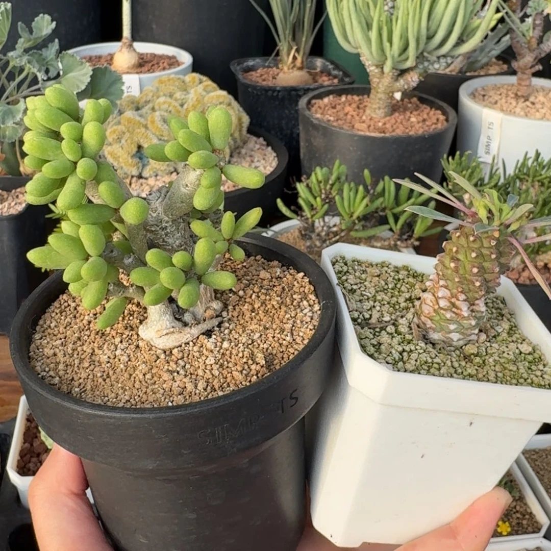 福袋一物一拍多肉