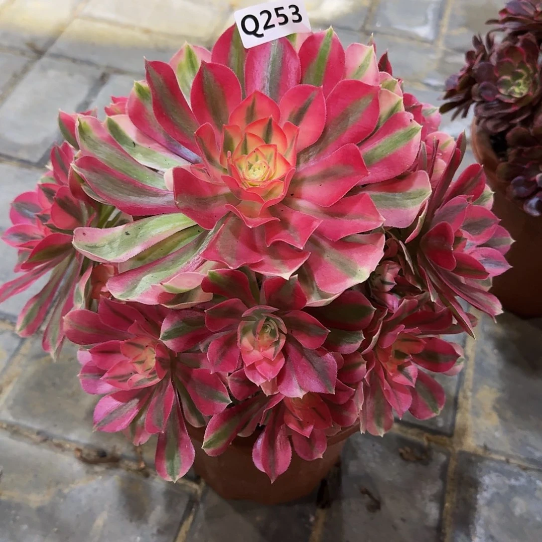 253女巫44冠服26左右