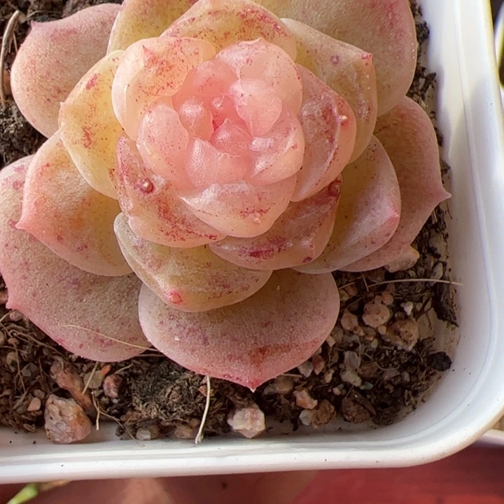 开播福利。一物一拍精品糖心，尺寸不大介意勿拍