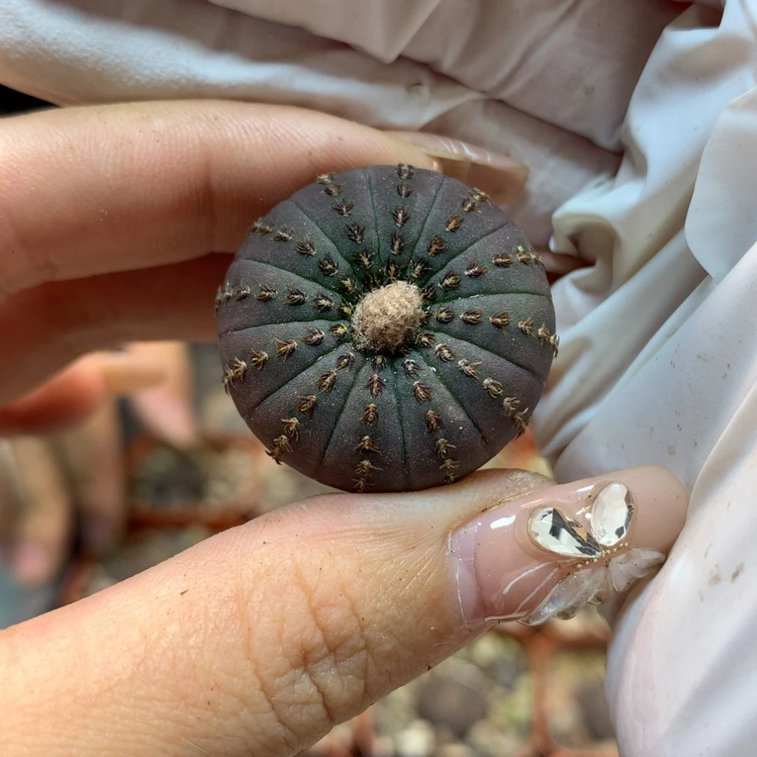 实生  大型士童 (2颗1组)2.5公分起发