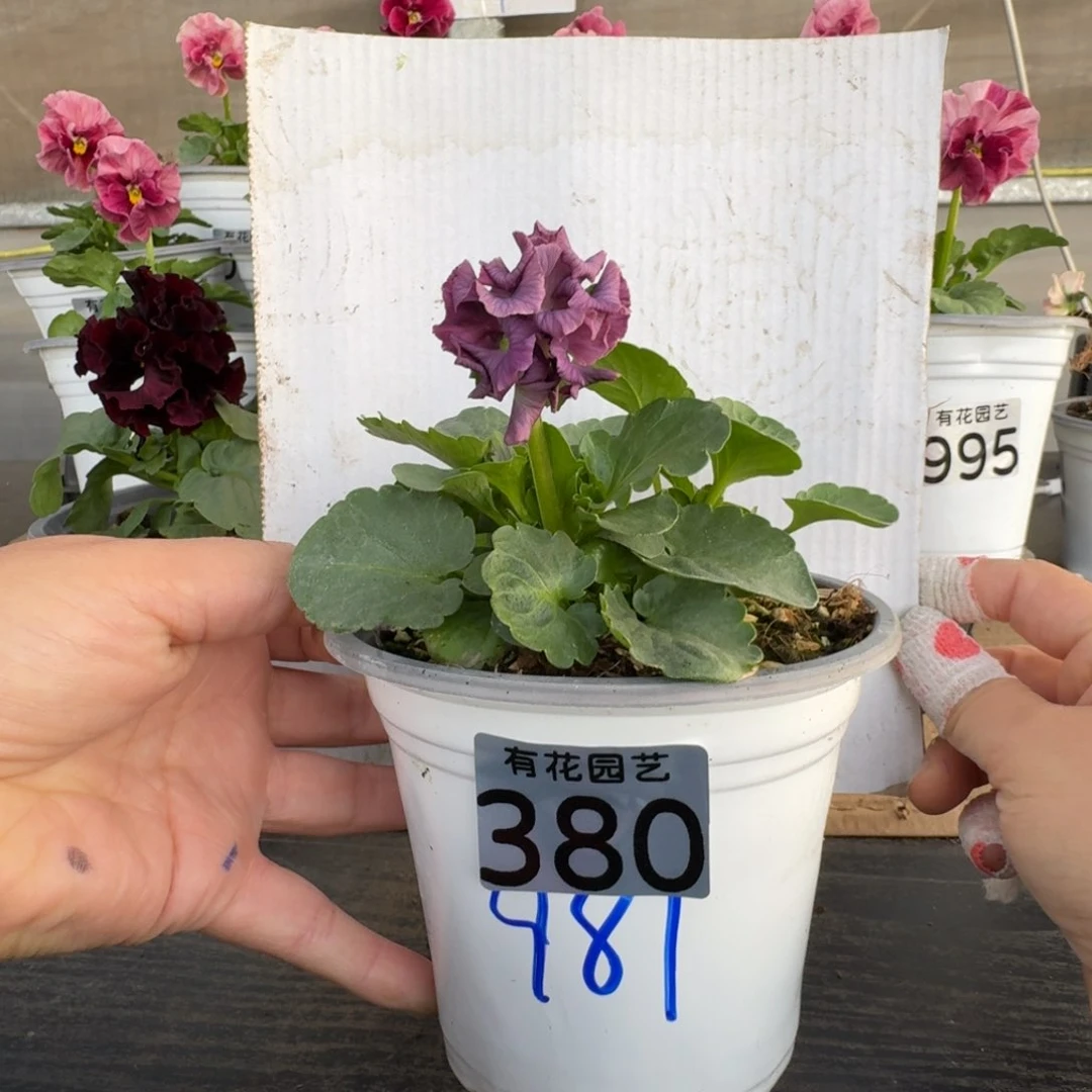 全部花朵380号角堇