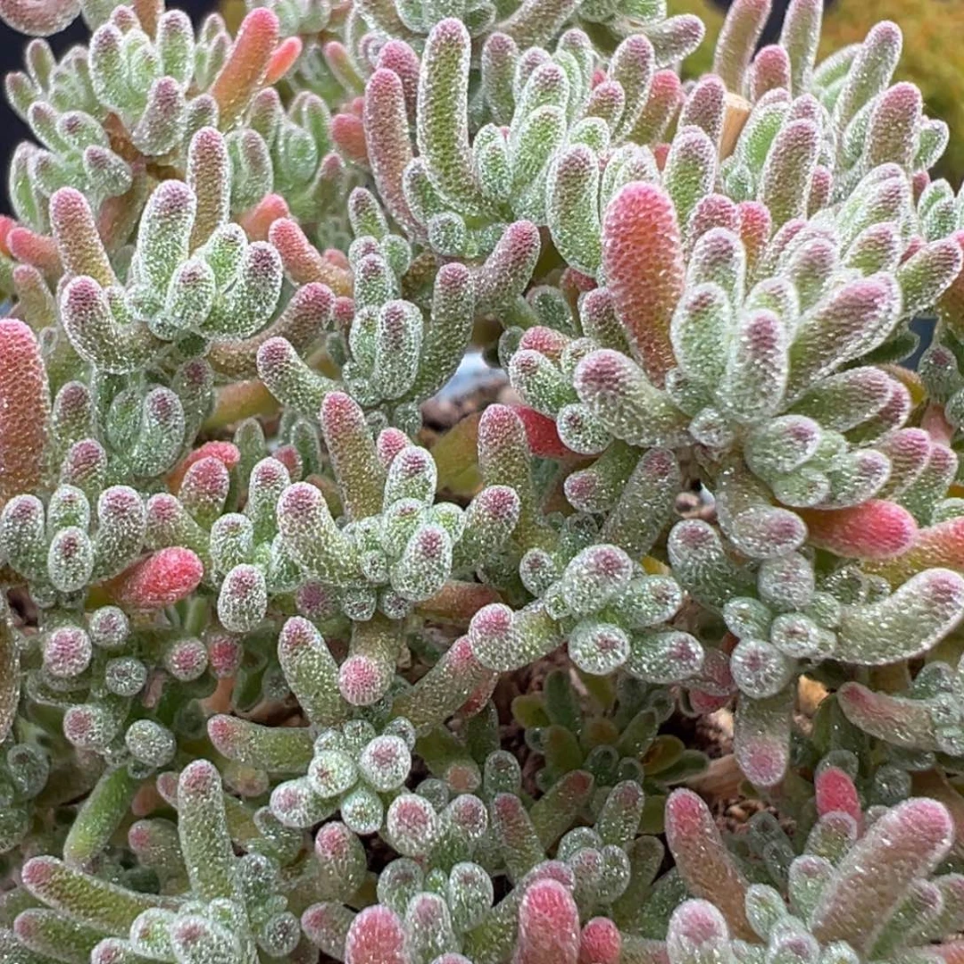 u934精控老桩草莓冰晶冠幅8.5cm