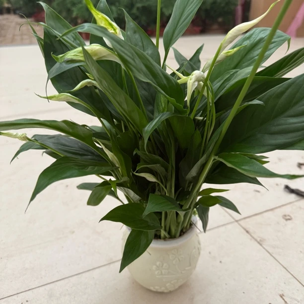 梅花盆白掌一帆顺风 室内盆栽