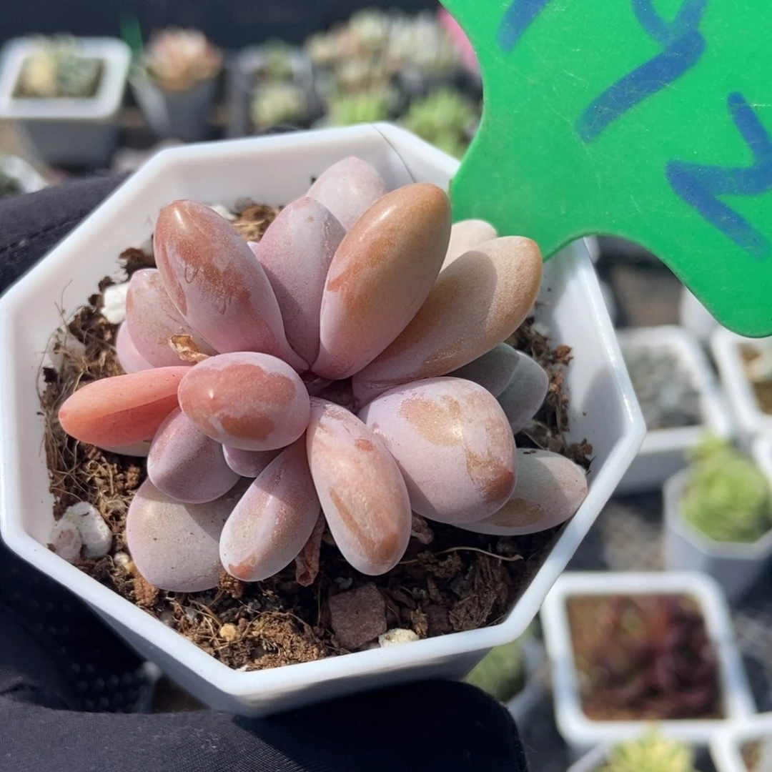 992粉兔多肉植物保护