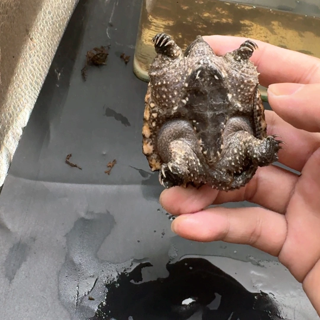 小鳄龟不分公母44