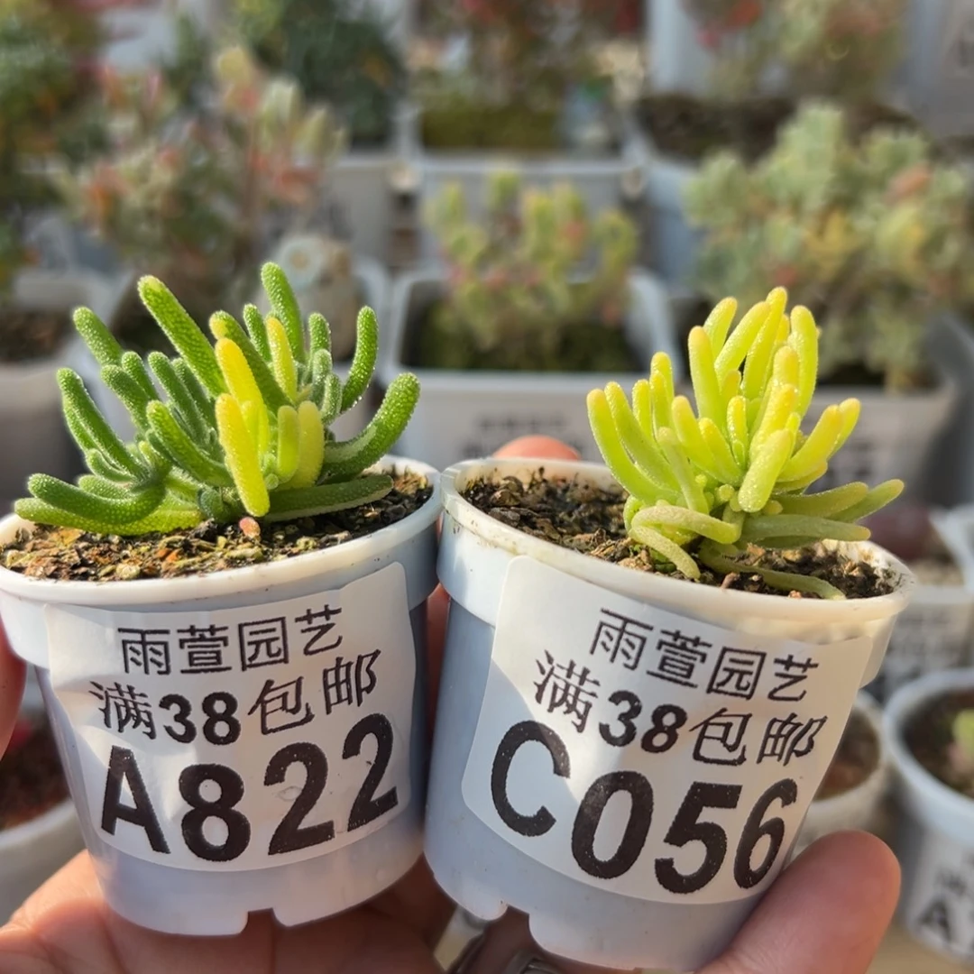 3-822+056荧光兔拉丝锦+全锦五圆盆