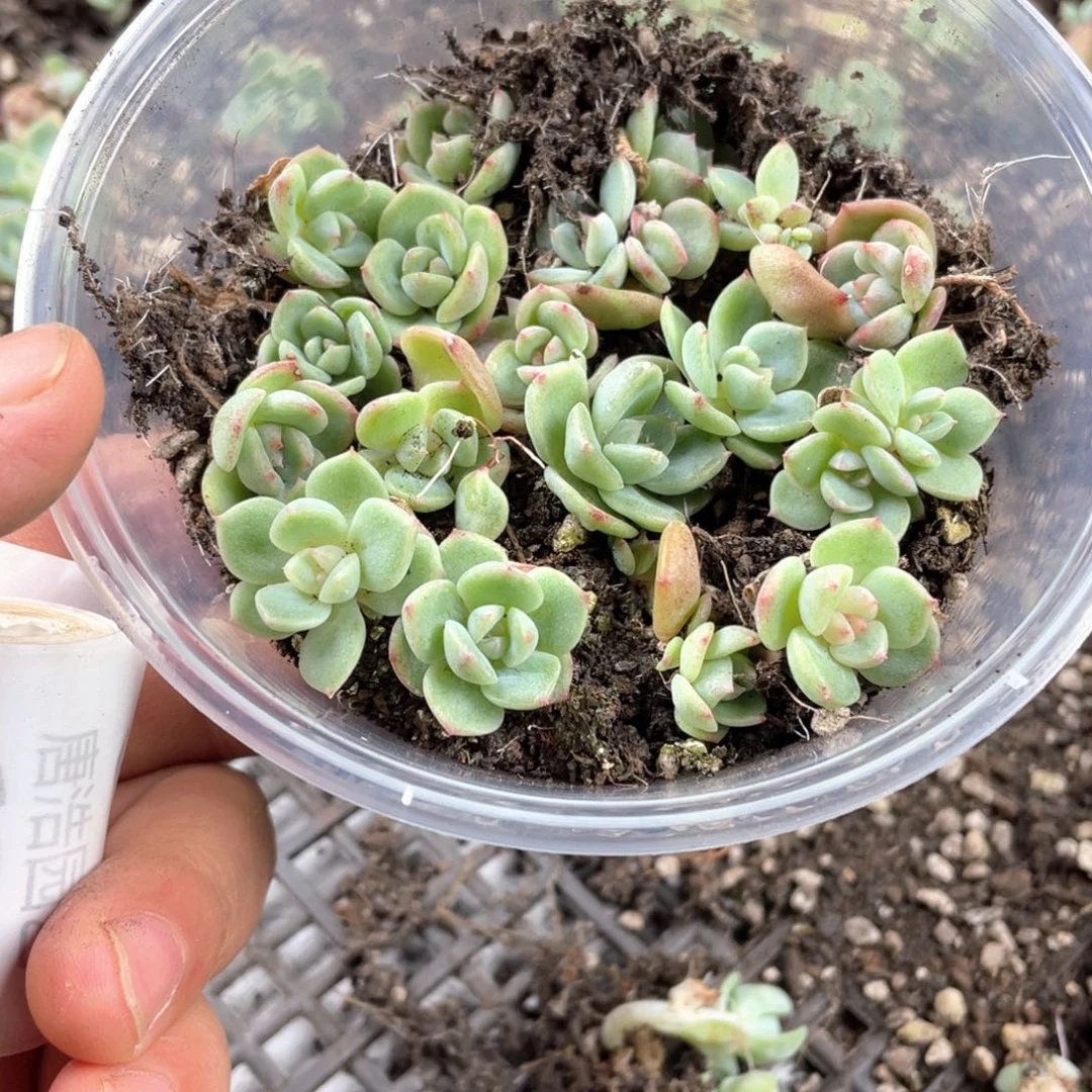 量拍竹璃一份15颗一物一拍125