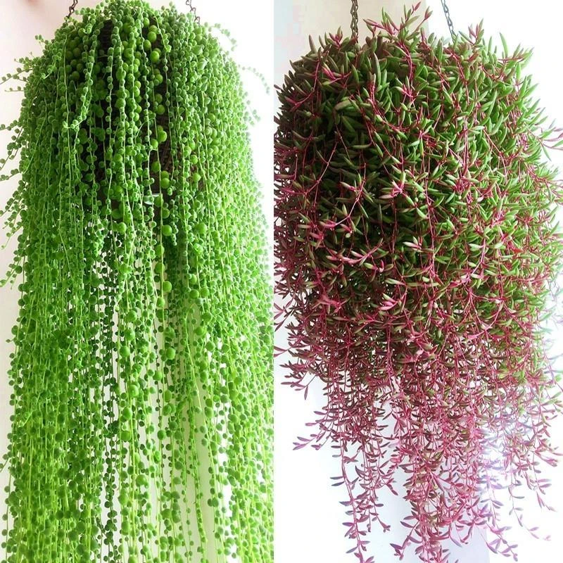 多肉植物佛珠吊兰盆栽垂吊紫玄月 吊兰 特大 紫玄月多肉 佛珠多肉