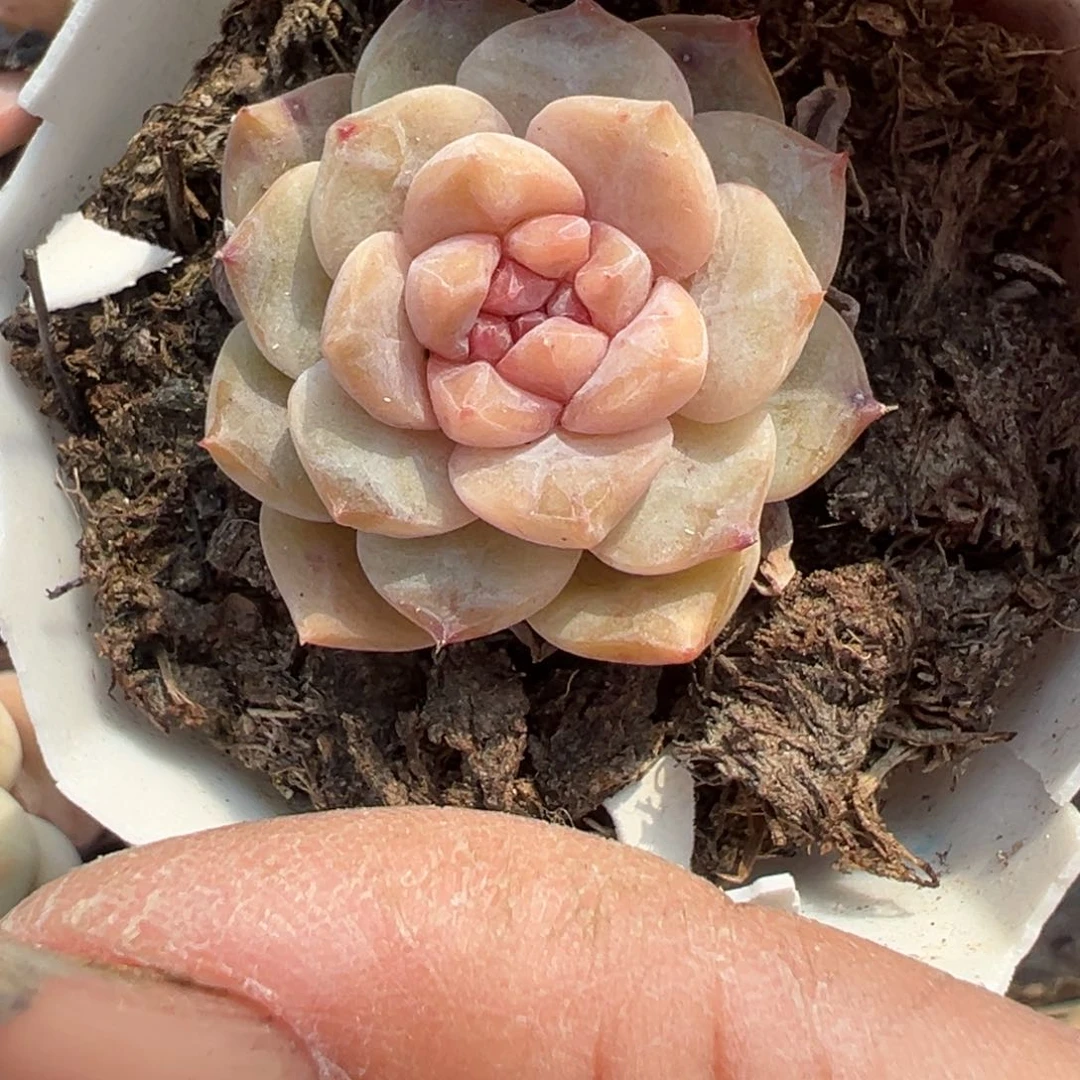 小卡拉米糖心一物一拍