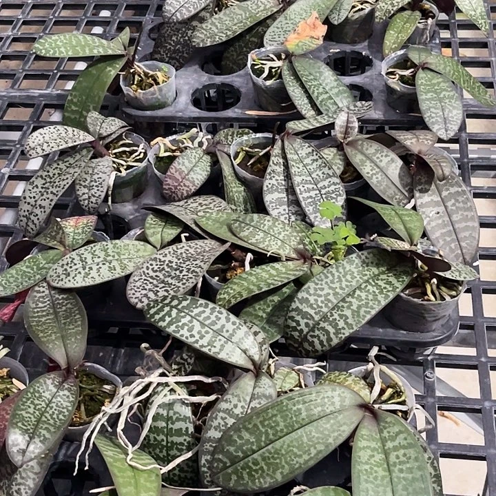 大部分花苞少量开放西雷利史塔基盲盒福利不售后