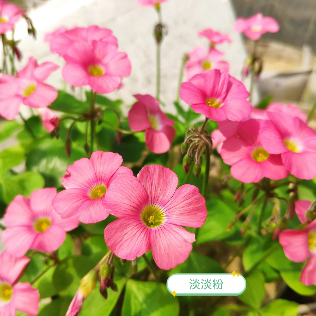 【千行园艺】早花酢浆草大饼二饼猩红饼小橘饼等饼类盆栽