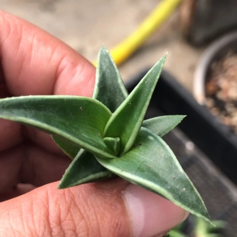 丸叶芦荟多肉植物盆栽