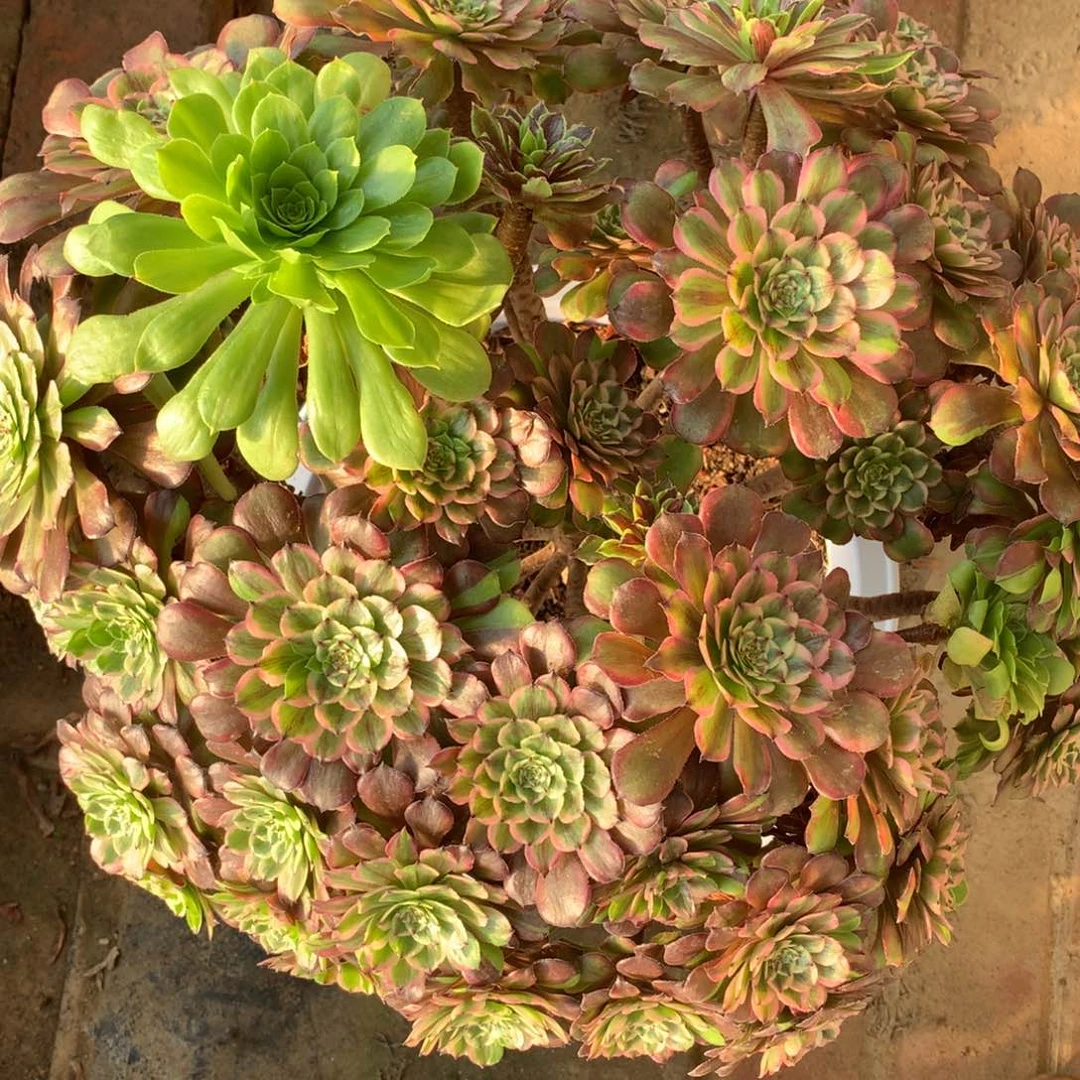 花脸粉黛，多肉植物