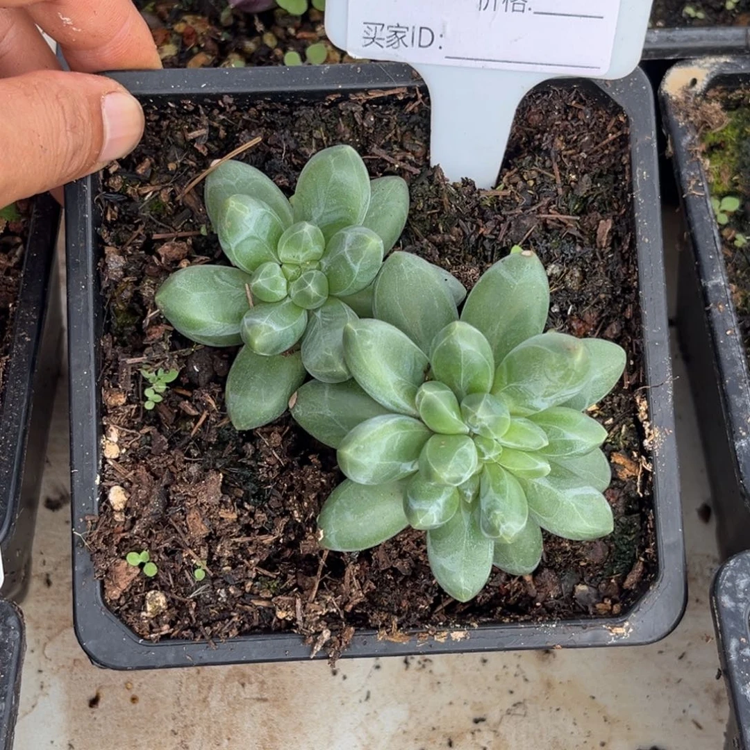 卡布奇诺多肉植物537