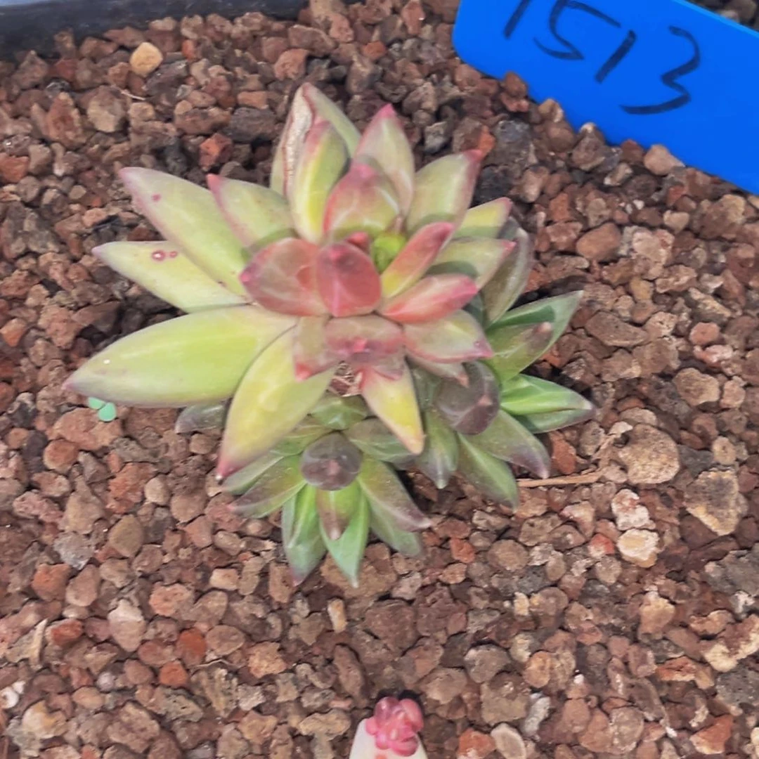 1513下午多肉植物群生