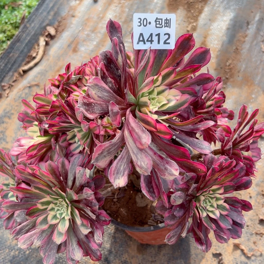 412 多肉法师断枝不包