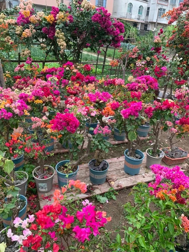 五重，五雀，五色，五复色，金心五色，发土球