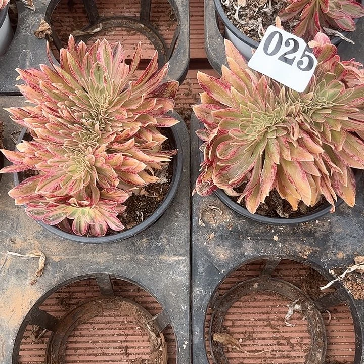 哦*?Vv锦缀多肉植物06025