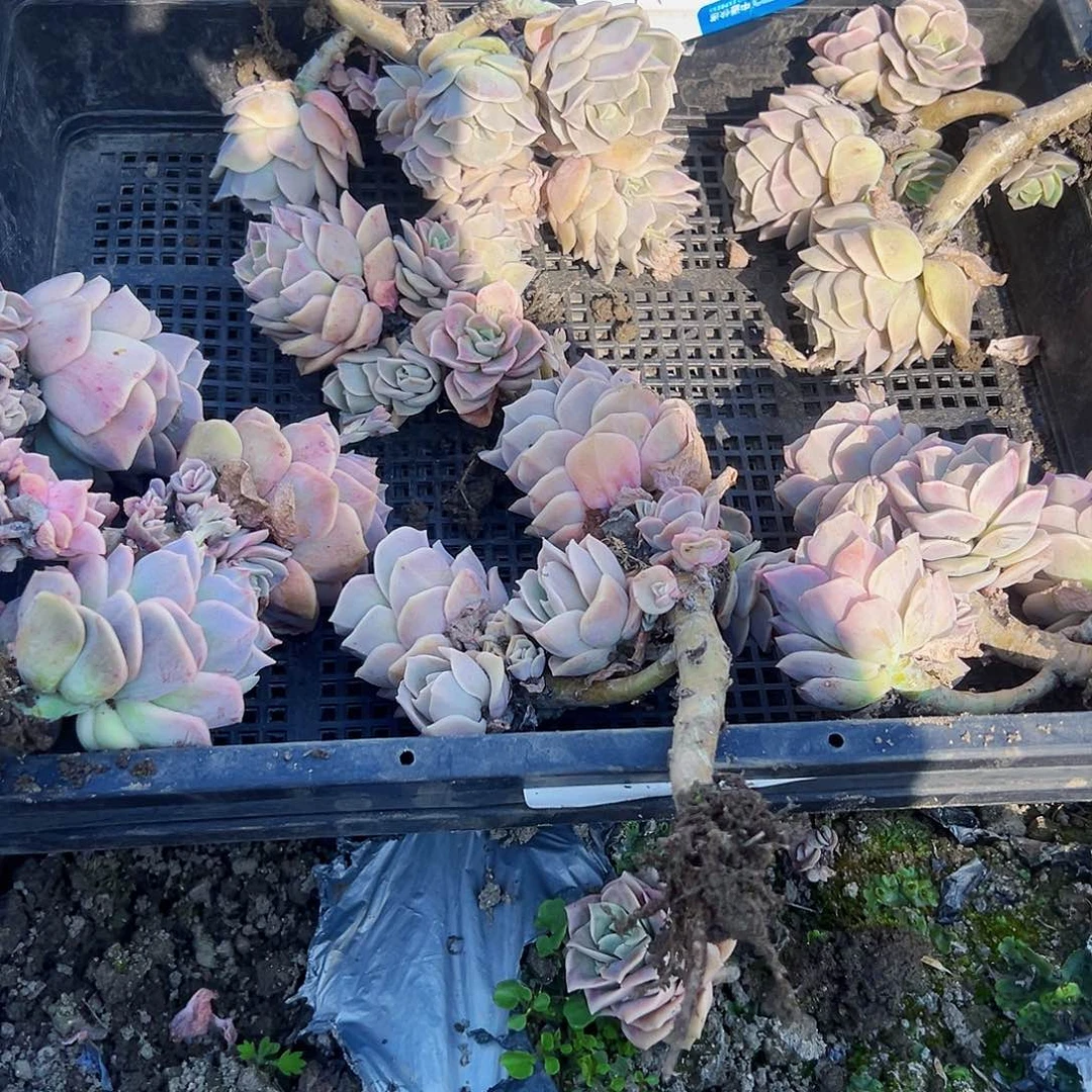 大*洁a40不售后6颗可爱玫瑰