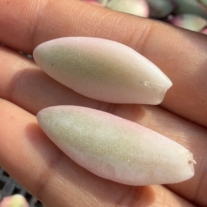 苏樱美人锦一组叶片