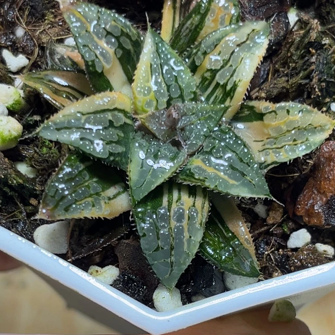 小*姐恭喜发财大吉大利950