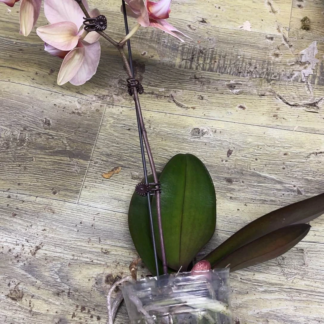 当前无花栽培后可以开花兰*蝴蝶兰实生开花株