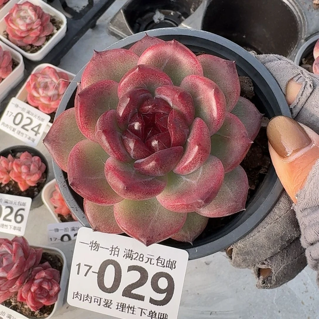 重庆森林无盆土发货无