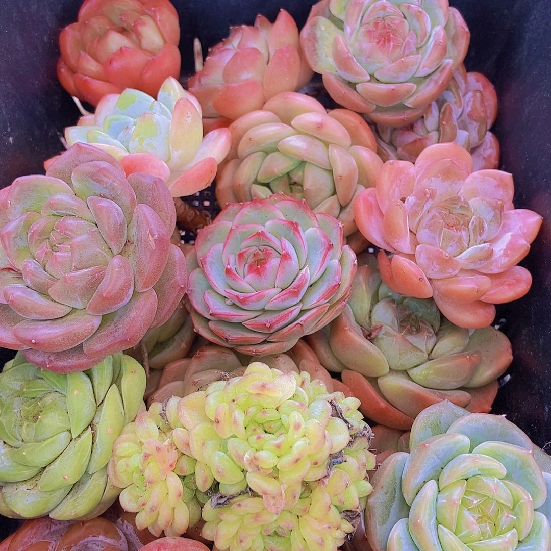 000002量拍保底20颗