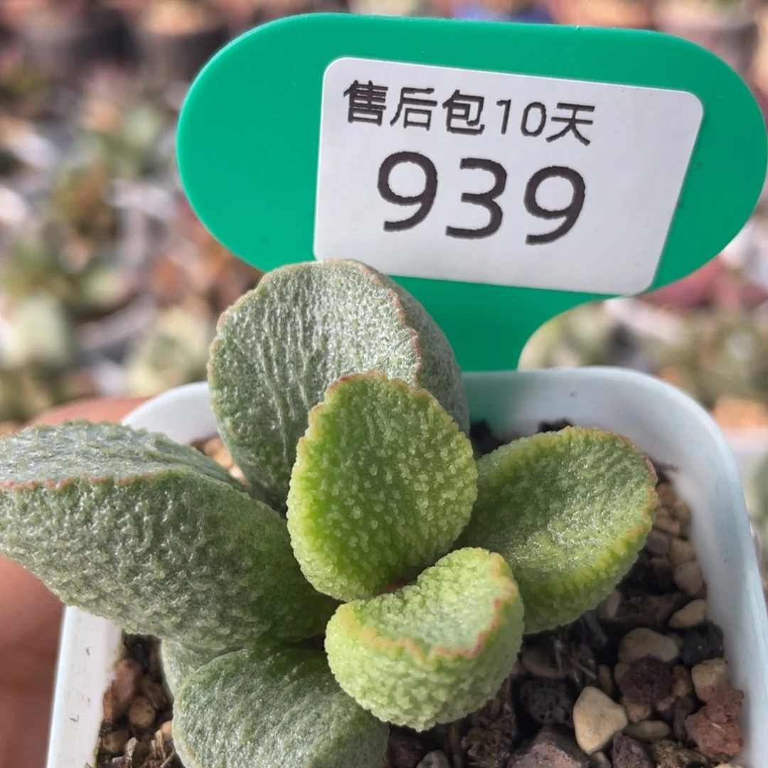 小****ღ    红唇。 939。