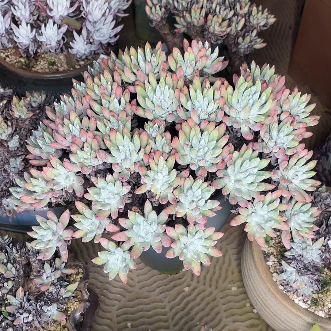 拇指杂老桩多头群生