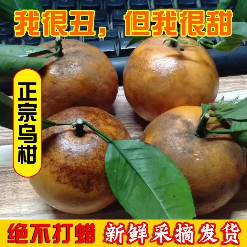 正宗武鸣甜乌柑沃柑现摘采摘新鲜水果非洲丑柑橘很甜桔子5斤包邮