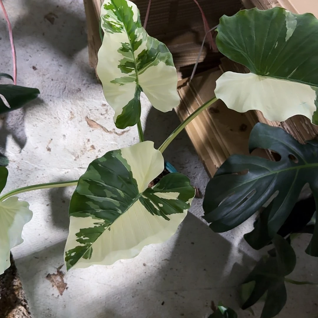 全部花朵不**思冲绳银海芋一物一拍
