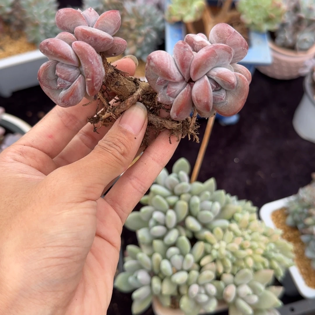 星影5头有砍一物一拍