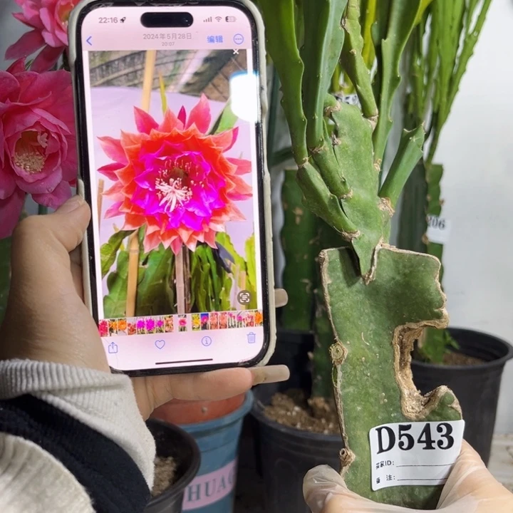 当前无花栽培后可以开花550