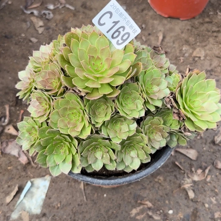 红魔……多肉植物的