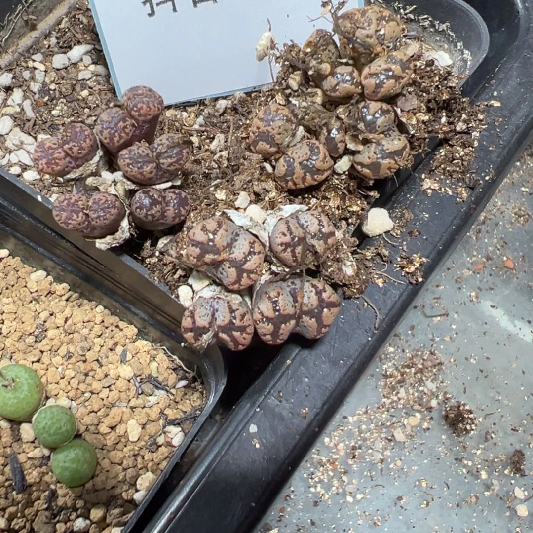 9-35量拍勋章以下一群
