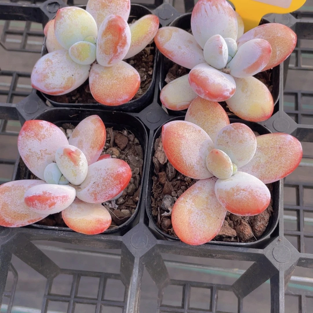 479号老桩全状态雪美人单头一个