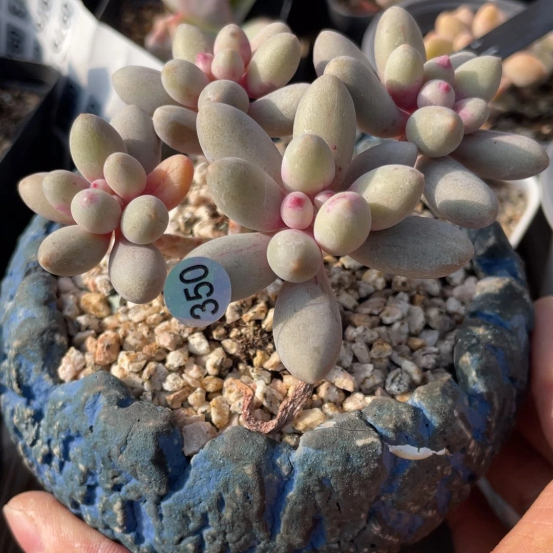 仙子奶酪奶尖红拉丝