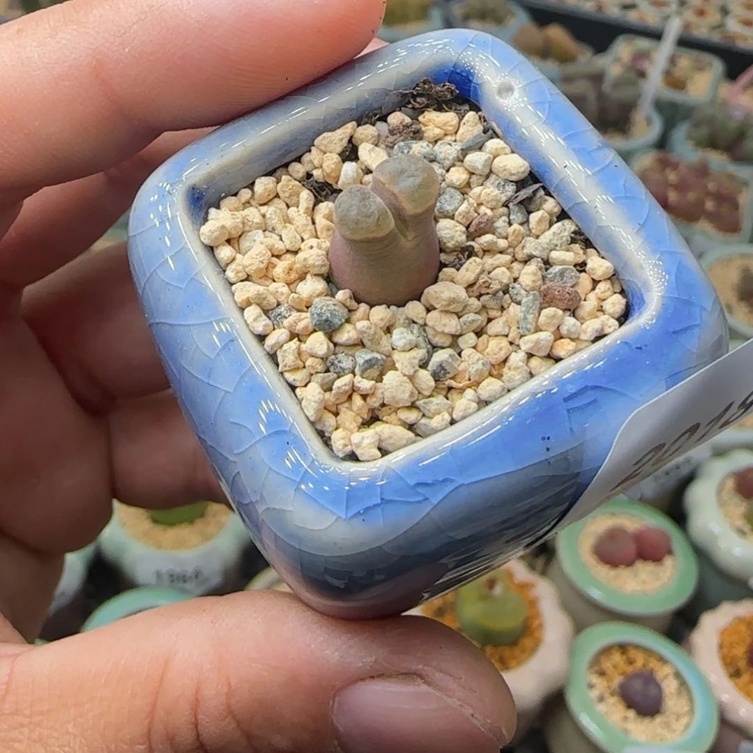 2018--一物一拍 带盆