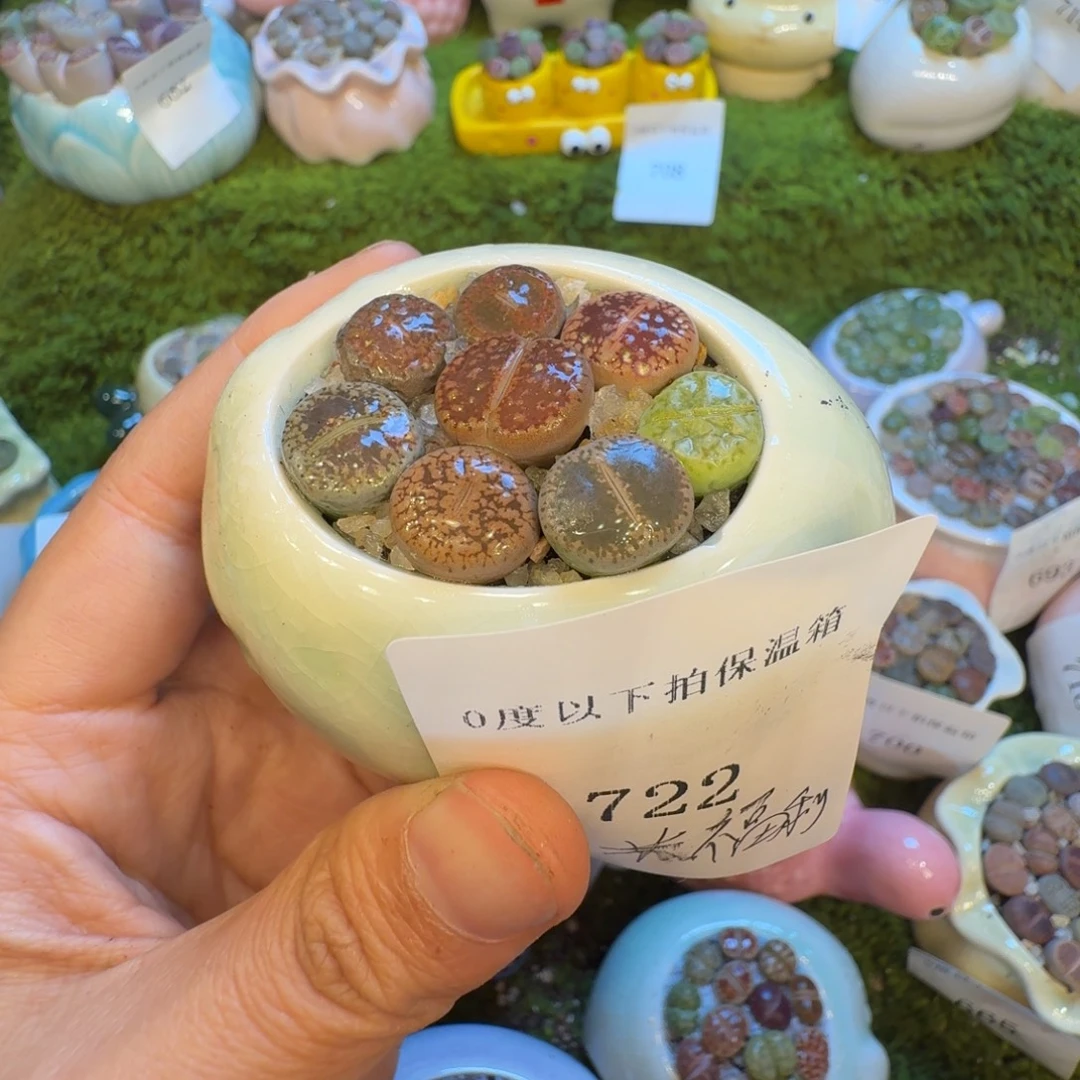 用***9多肉植物福利冲722