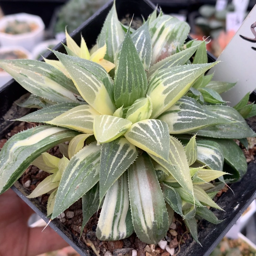 群生小白鯊寿锦，带盆