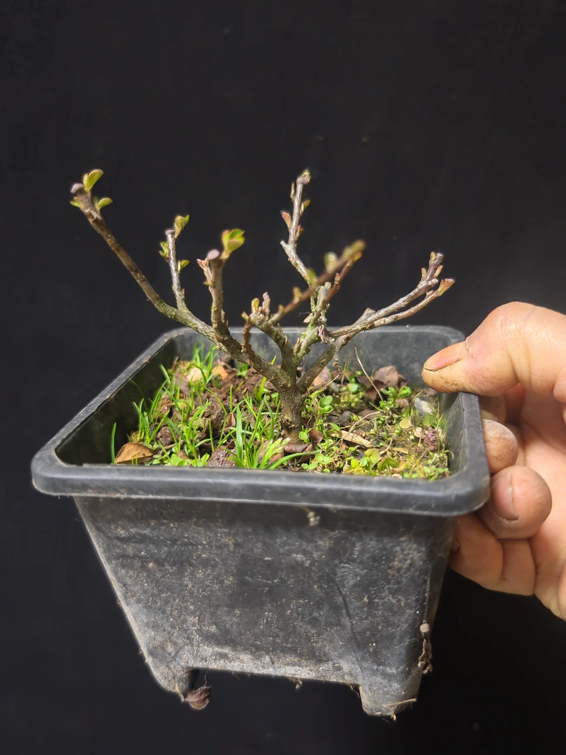 红花大果荀子盆景素材