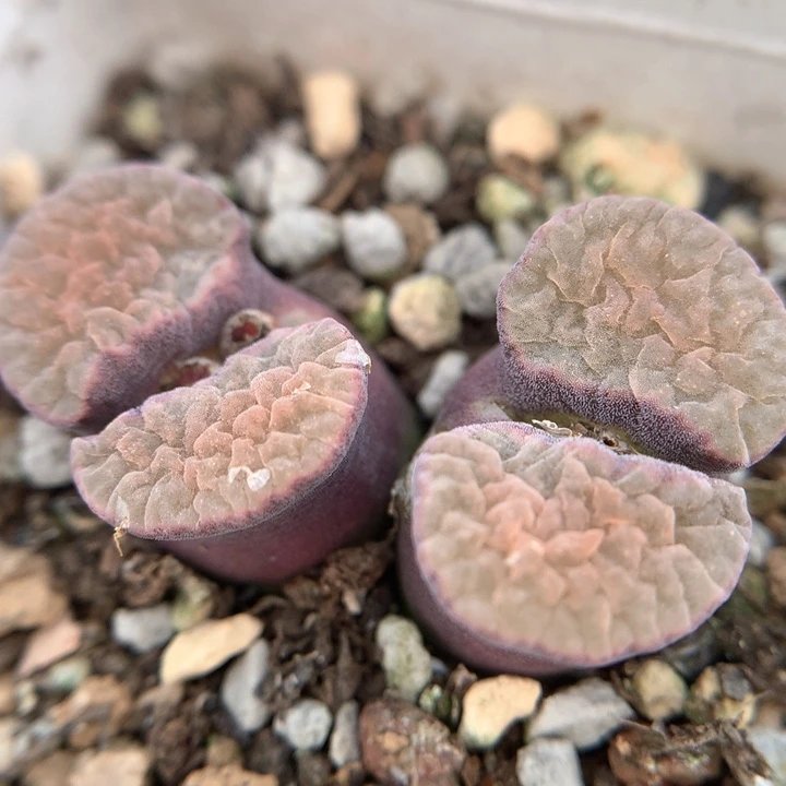 标准大雪花 肉锥植物