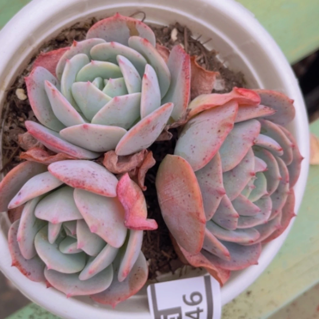 【闪购商品】平**康蓝粉台阁07146