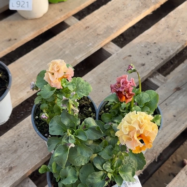 B***桉无花朵L935三棵小苗默认苗晃零下5勿拍